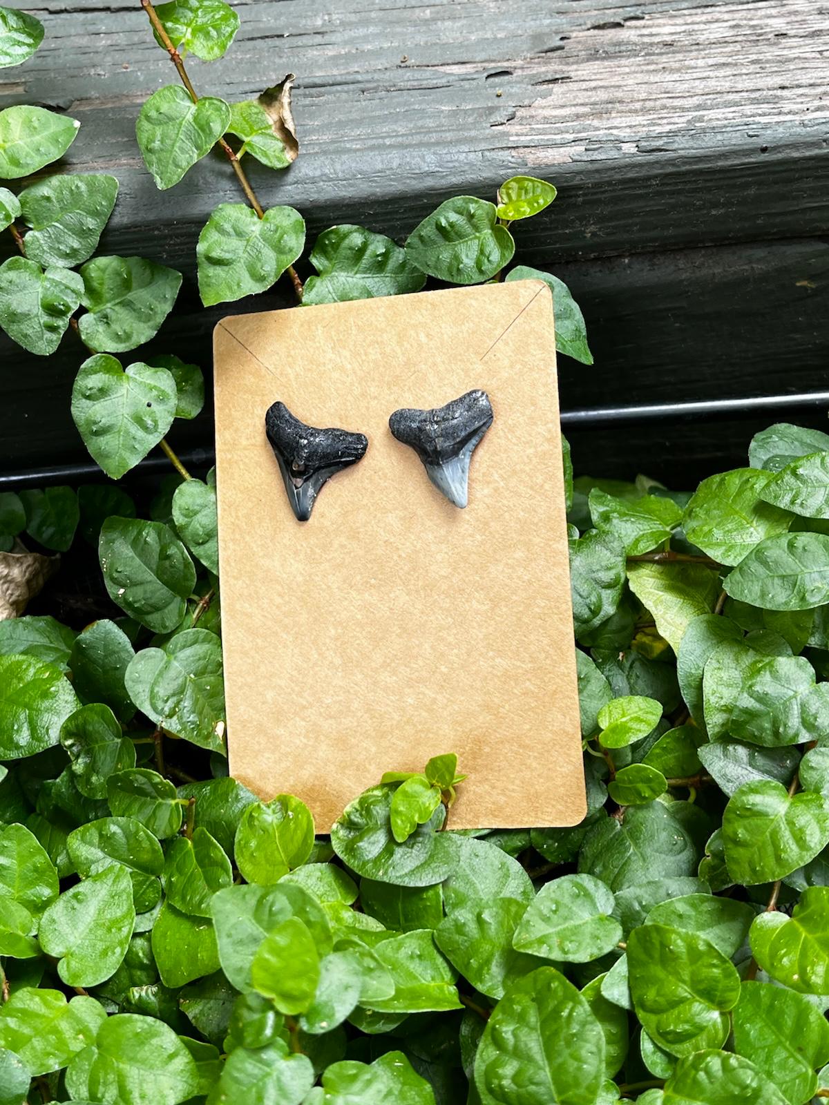 Bare & Unearthed — Natural Shark Tooth Earrings