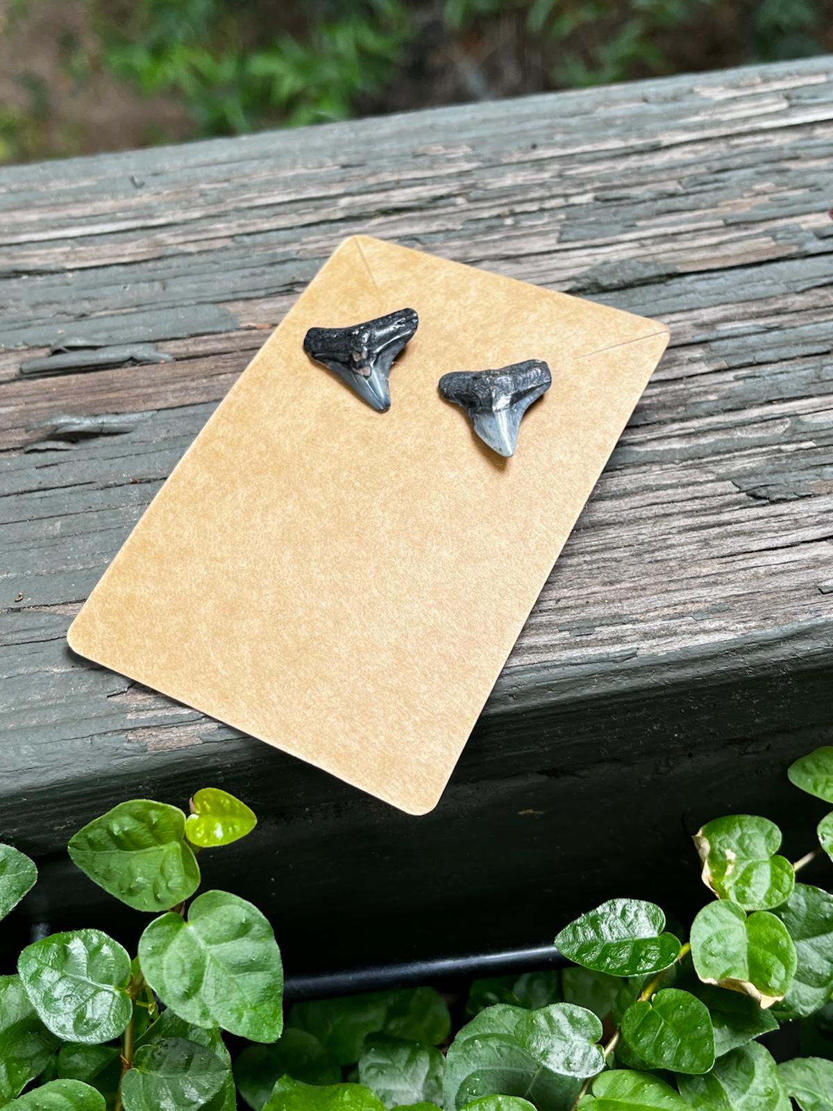 Bare & Unearthed — Natural Shark Tooth Earrings