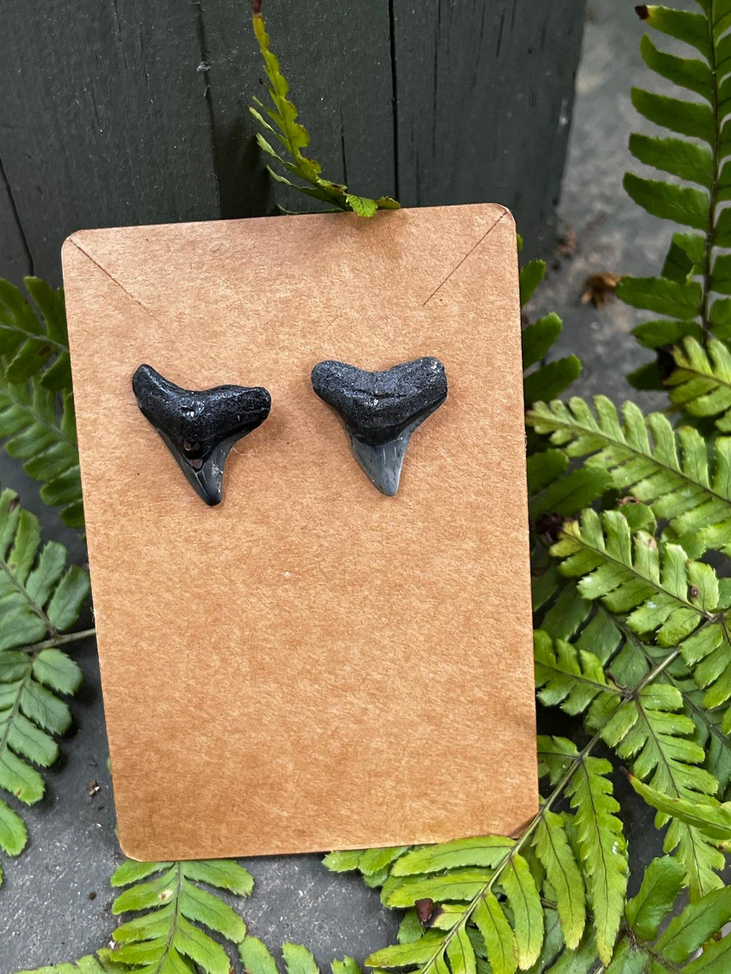 Bare & Unearthed — Natural Shark Tooth Earrings